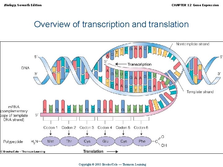 Biology, Seventh Edition CHAPTER 12 Gene Expression Overview of transcription and translation Copyright ©