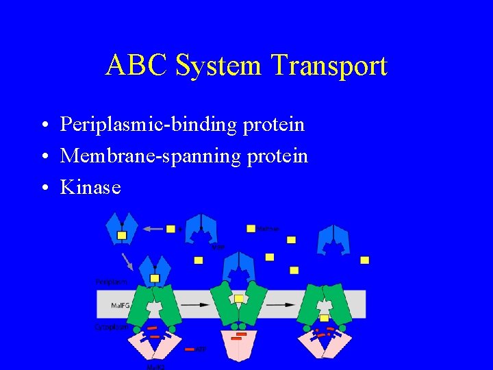ABC System Transport • Periplasmic-binding protein • Membrane-spanning protein • Kinase 