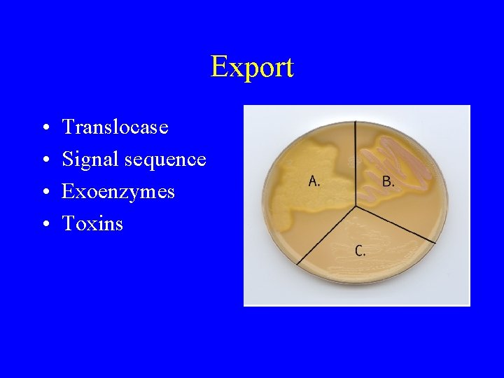 Export • • Translocase Signal sequence Exoenzymes Toxins 