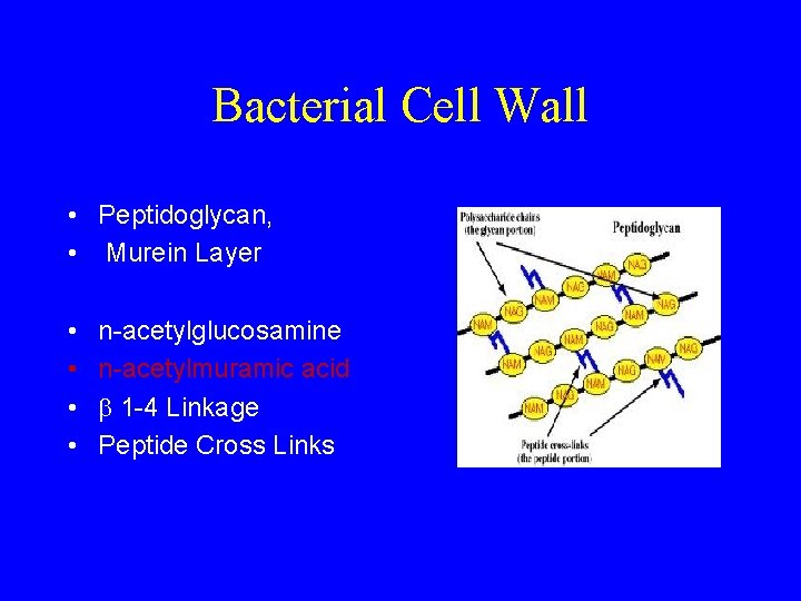 Bacterial Cell Wall • Peptidoglycan, • Murein Layer • • n-acetylglucosamine n-acetylmuramic acid 1