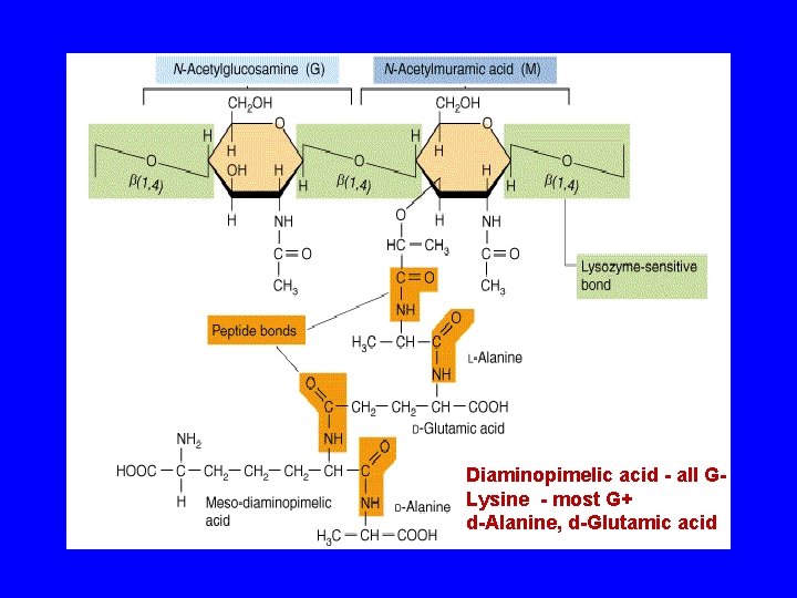 Diaminopimelic acid - all GLysine - most G+ d-Alanine, d-Glutamic acid 