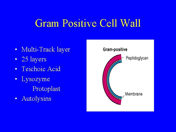 Gram Positive Cell Wall • • Multi-Track layer 25 layers Teichoic Acid Lysozyme Protoplast