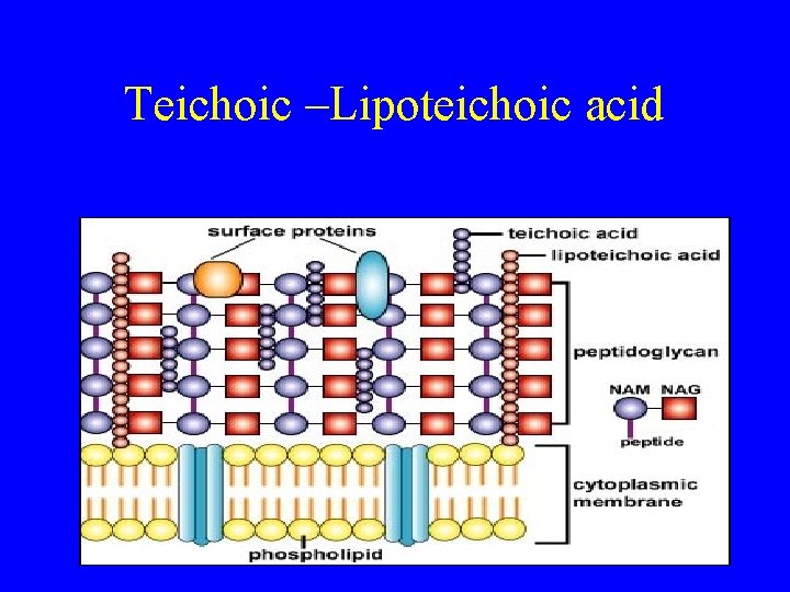 Teichoic –Lipoteichoic acid 