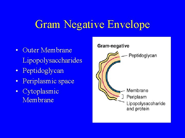 Gram Negative Envelope • Outer Membrane Lipopolysaccharides • Peptidoglycan • Periplasmic space • Cytoplasmic