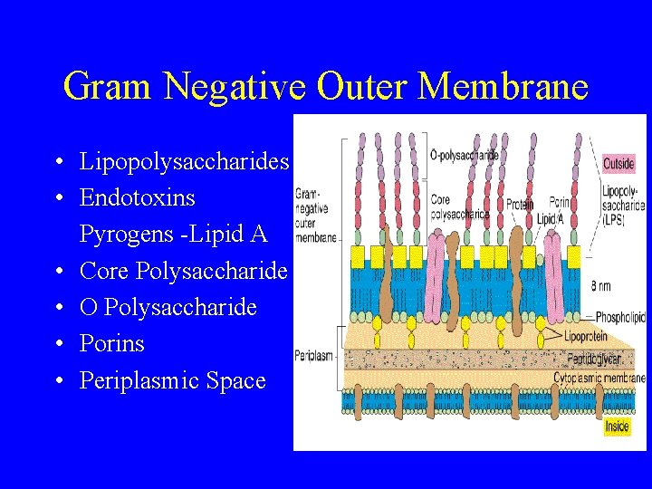 Gram Negative Outer Membrane • Lipopolysaccharides • Endotoxins Pyrogens -Lipid A • Core Polysaccharide