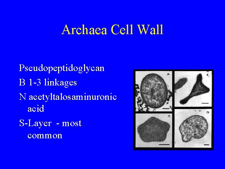 Archaea Cell Wall Pseudopeptidoglycan Β 1 -3 linkages N acetyltalosaminuronic acid S-Layer - most