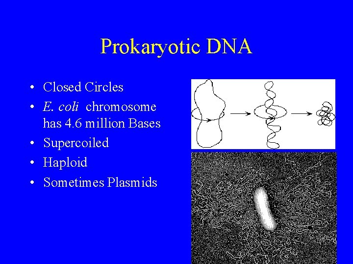Prokaryotic DNA • Closed Circles • E. coli chromosome has 4. 6 million Bases