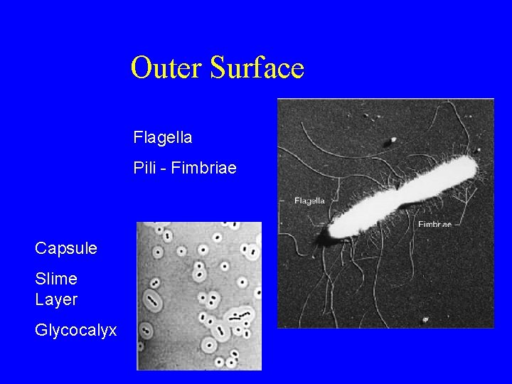 Outer Surface Flagella Pili - Fimbriae Capsule Slime Layer Glycocalyx 