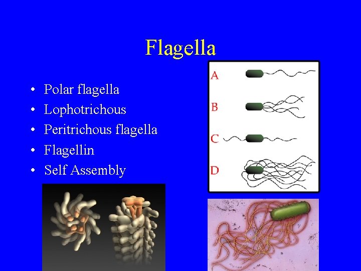 Flagella • • • Polar flagella Lophotrichous Peritrichous flagella Flagellin Self Assembly 