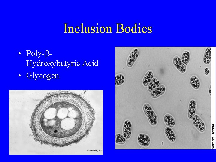 Inclusion Bodies • Poly- Hydroxybutyric Acid • Glycogen 