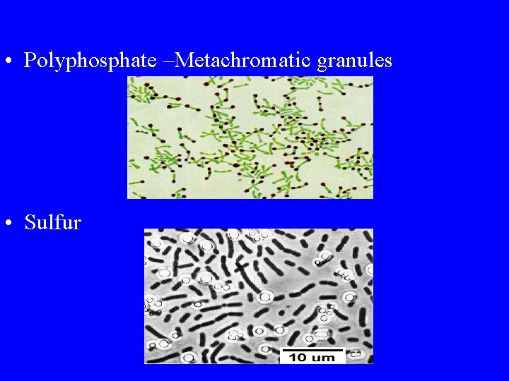 • Polyphosphate –Metachromatic granules • Sulfur 