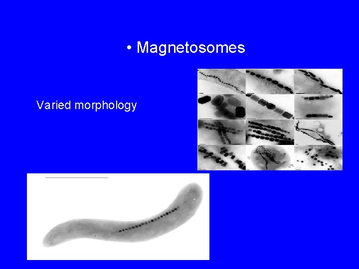  • Magnetosomes Varied morphology 
