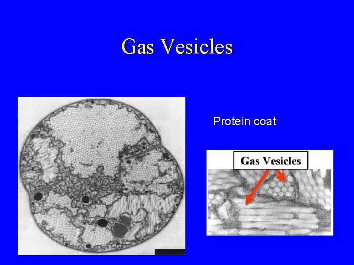 Gas Vesicles Protein coat 