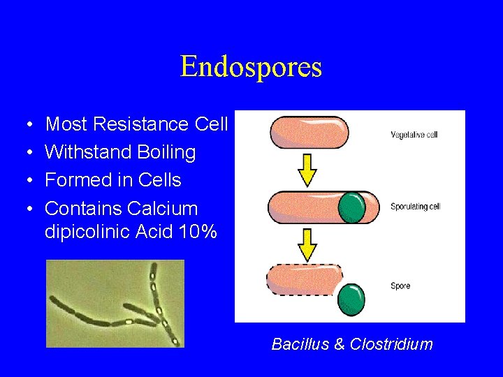 Endospores • • Most Resistance Cell Withstand Boiling Formed in Cells Contains Calcium dipicolinic