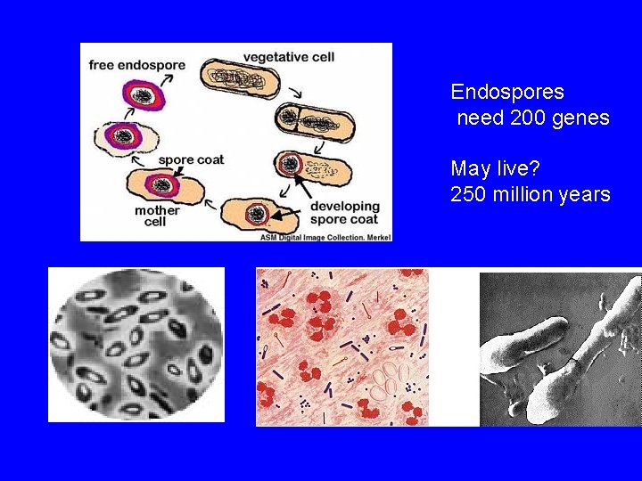 Endospores need 200 genes May live? 250 million years 