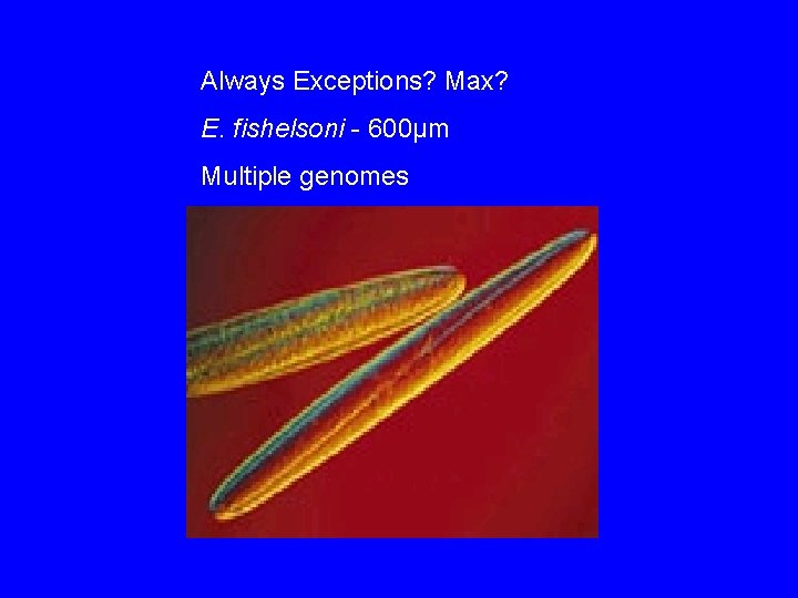 Always Exceptions? Max? E. fishelsoni - 600µm Multiple genomes 