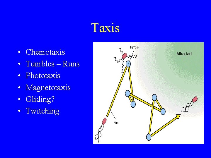 Taxis • • • Chemotaxis Tumbles – Runs Phototaxis Magnetotaxis Gliding? Twitching 