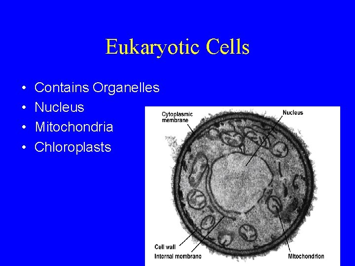 Eukaryotic Cells • • Contains Organelles Nucleus Mitochondria Chloroplasts 