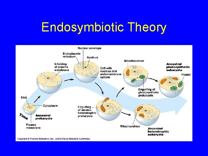 Endosymbiotic Theory 