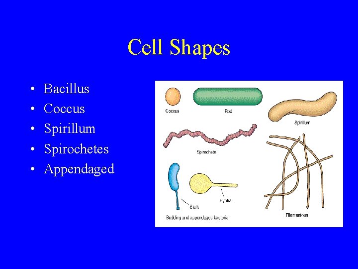 Cell Shapes • • • Bacillus Coccus Spirillum Spirochetes Appendaged 