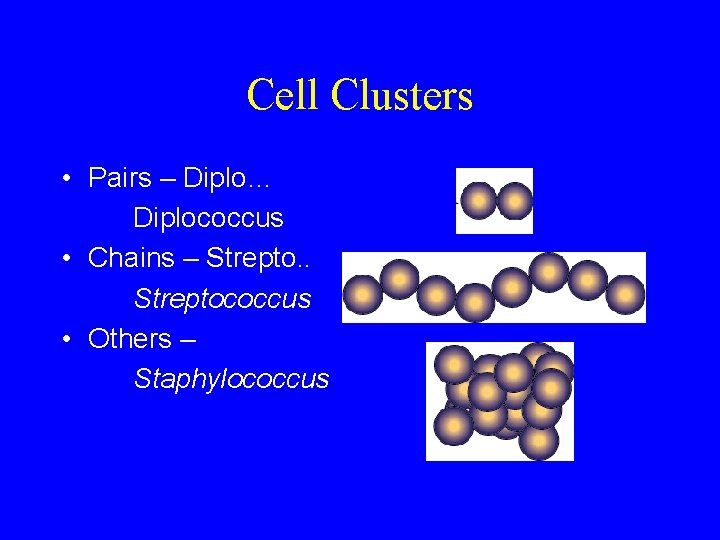 Cell Clusters • Pairs – Diplo… Diplococcus • Chains – Strepto. . Streptococcus •