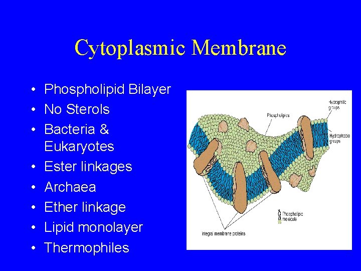 Cytoplasmic Membrane • Phospholipid Bilayer • No Sterols • Bacteria & Eukaryotes • Ester