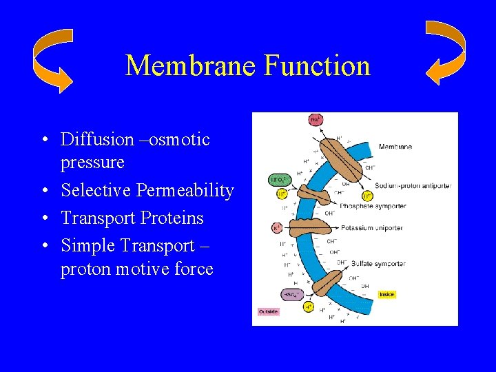 Membrane Function • Diffusion –osmotic pressure • Selective Permeability • Transport Proteins • Simple