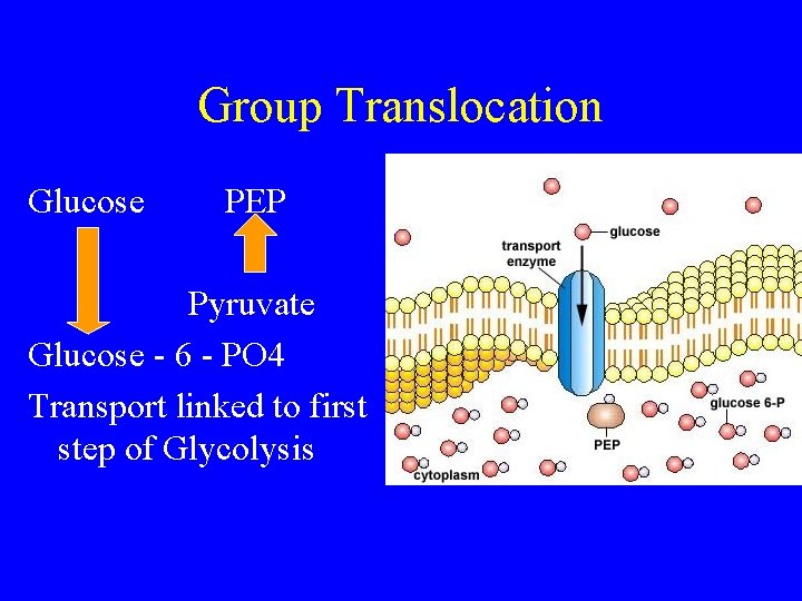 Group Translocation Glucose PEP Pyruvate Glucose - 6 - PO 4 Transport linked to