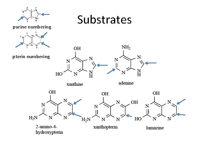 purine numbering pterin numbering Substrates 