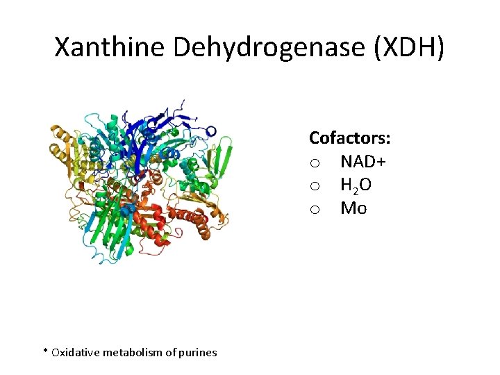Xanthine Dehydrogenase (XDH) Cofactors: o NAD+ o H 2 O o Mo * Oxidative