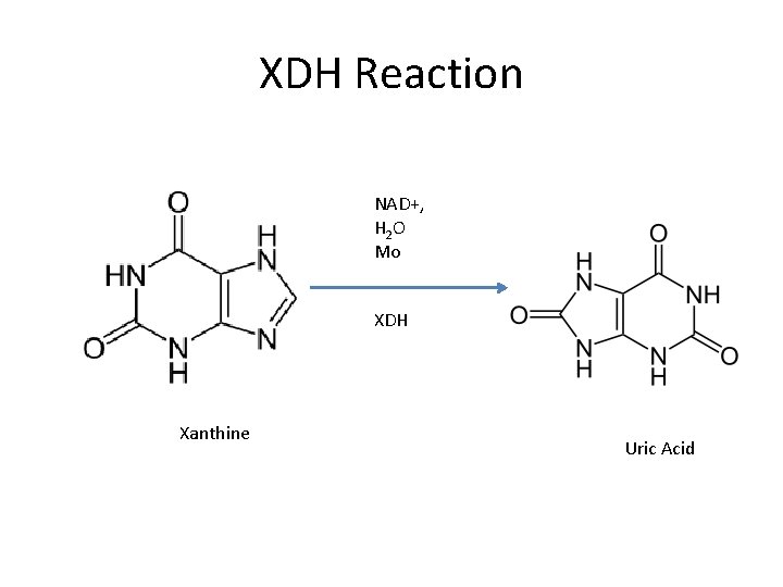 XDH Reaction NAD+, H 2 O Mo XDH Xanthine Uric Acid 