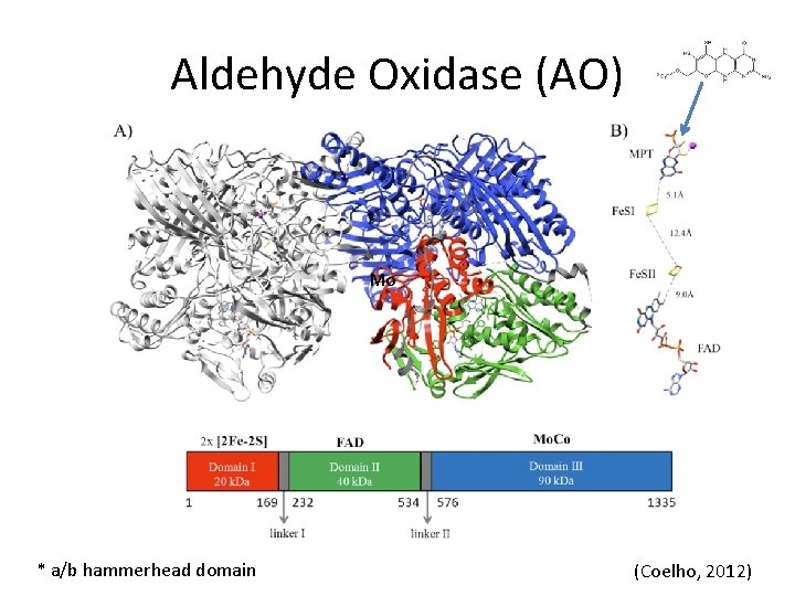Aldehyde Oxidase (AO) Mo * a/b hammerhead domain (Coelho, 2012) 