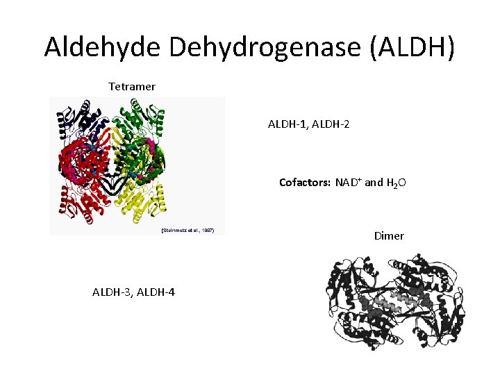 Aldehyde Dehydrogenase (ALDH) Tetramer ALDH-1, ALDH-2 Cofactors: NAD+ and H 2 O Dimer ALDH-3,