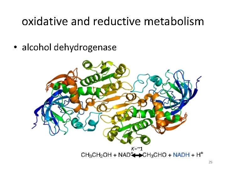oxidative and reductive metabolism • alcohol dehydrogenase K=~1 25 