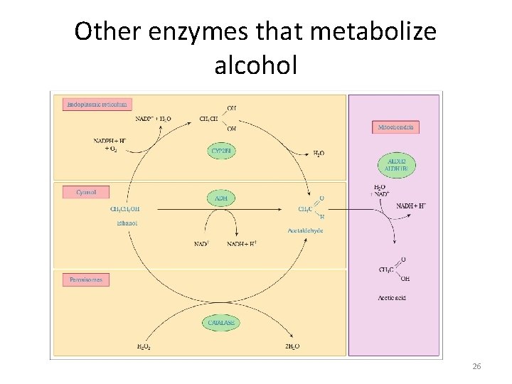 Other enzymes that metabolize alcohol 26 