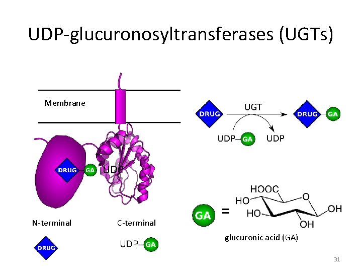 UDP-glucuronosyltransferases (UGTs) Membrane UDP N-terminal C-terminal = glucuronic acid (GA) 31 