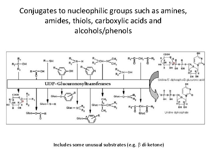 Conjugates to nucleophilic groups such as amines, amides, thiols, carboxylic acids and alcohols/phenols Includes