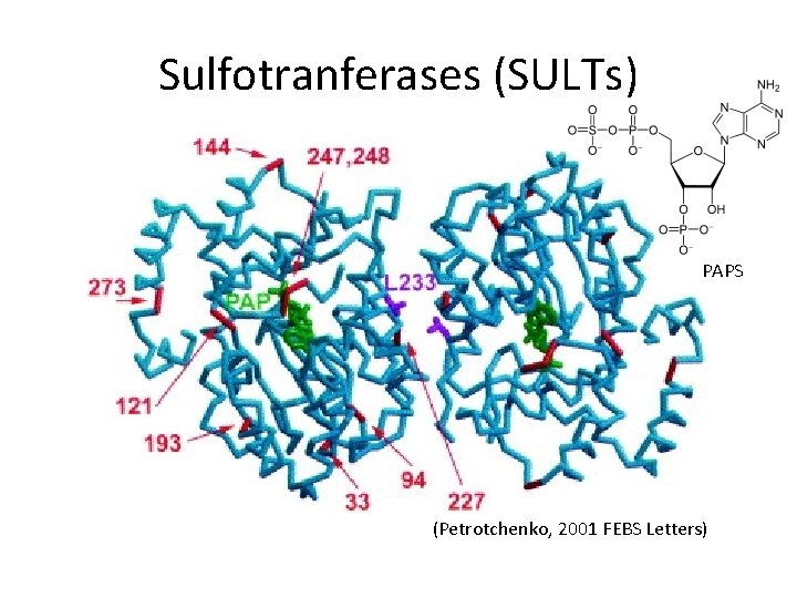 Sulfotranferases (SULTs) PAPS (Petrotchenko, 2001 FEBS Letters) 