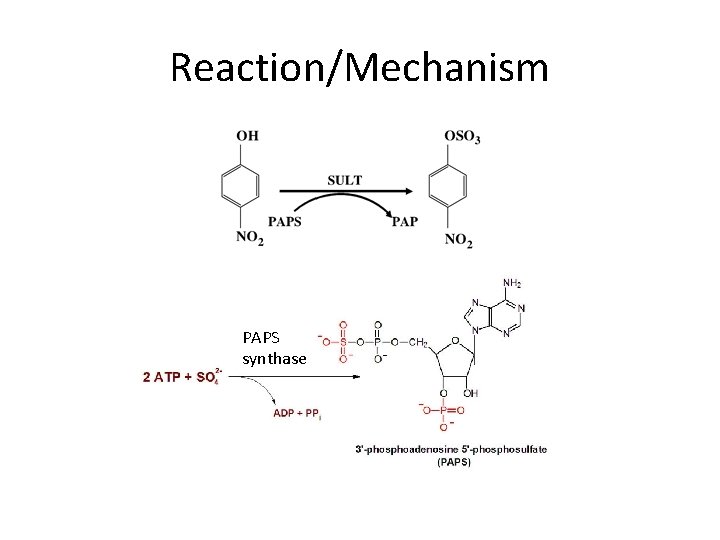 Reaction/Mechanism PAPS synthase 