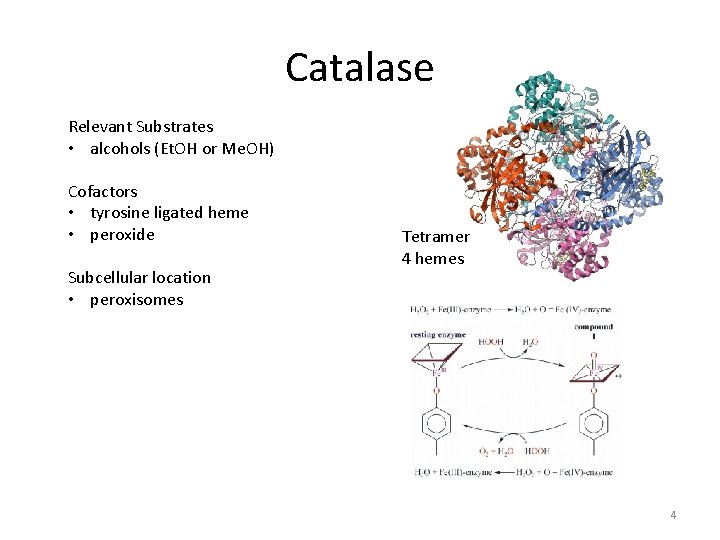 Catalase Relevant Substrates • alcohols (Et. OH or Me. OH) Cofactors • tyrosine ligated