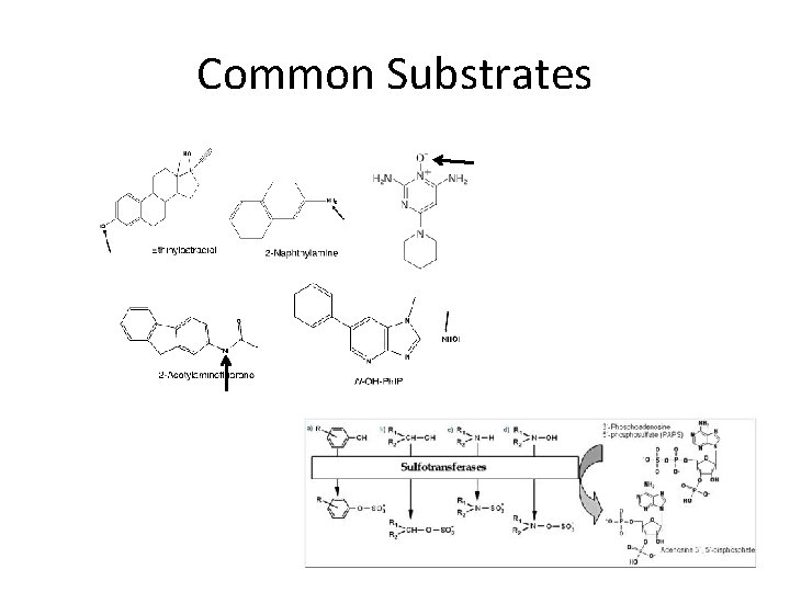 Common Substrates 