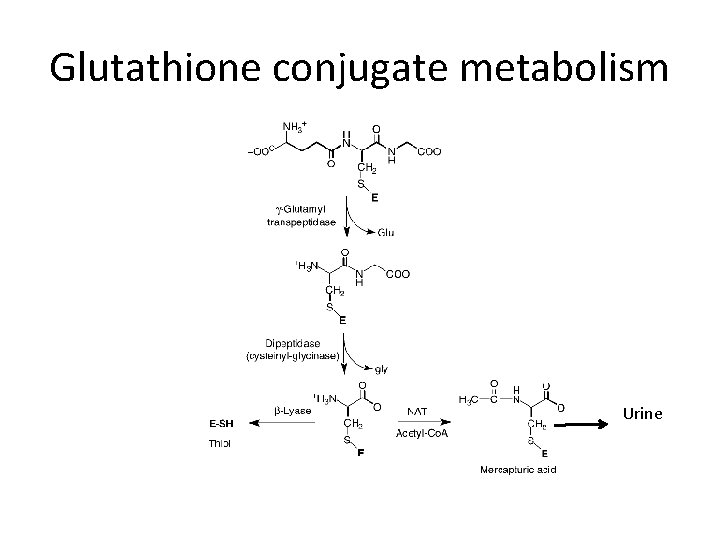 Glutathione conjugate metabolism Urine 