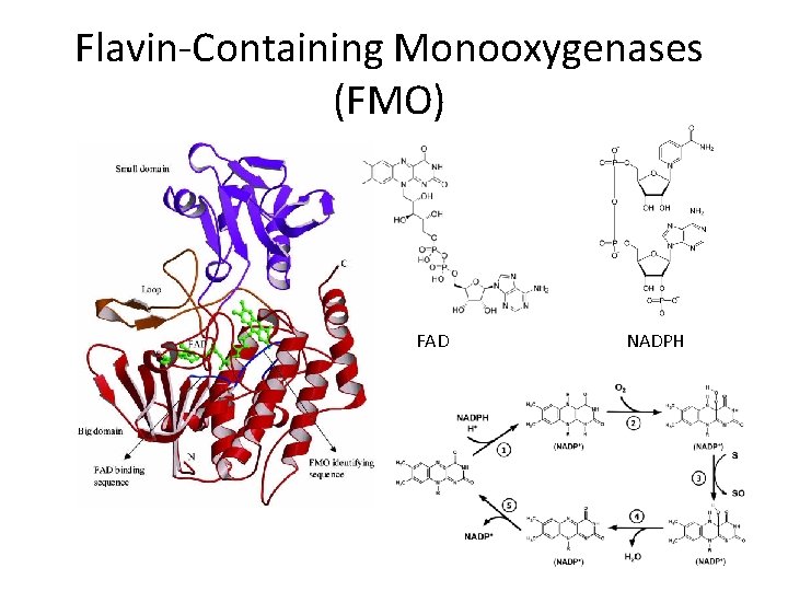 Flavin-Containing Monooxygenases (FMO) FAD NADPH 