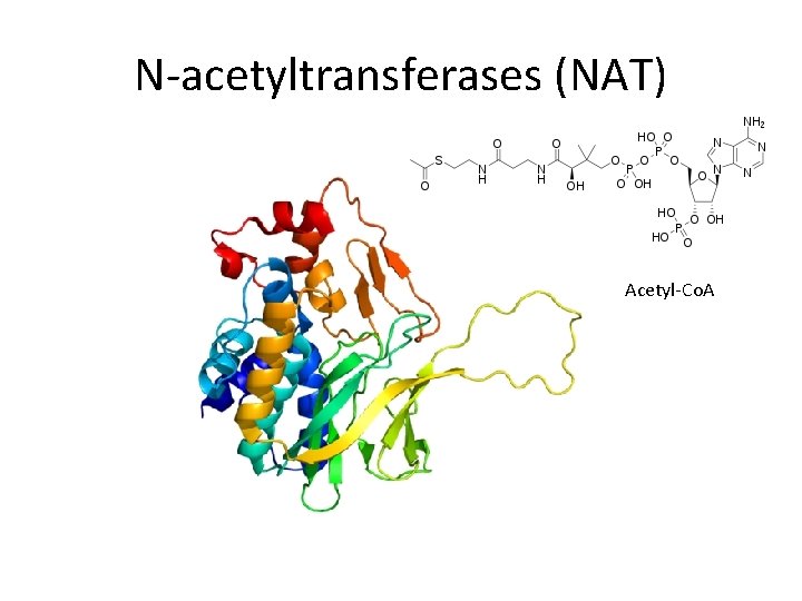 N-acetyltransferases (NAT) Acetyl-Co. A 