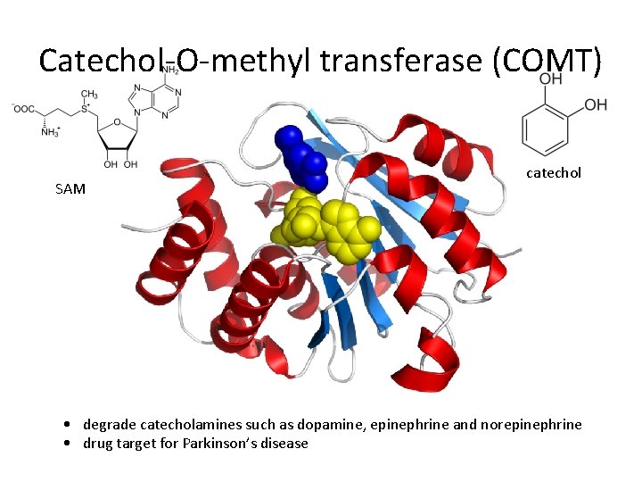 Catechol-O-methyl transferase (COMT) SAM catechol • degrade catecholamines such as dopamine, epinephrine and norepinephrine