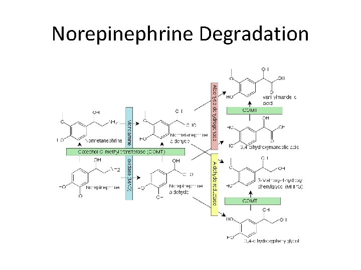 Norepinephrine Degradation 