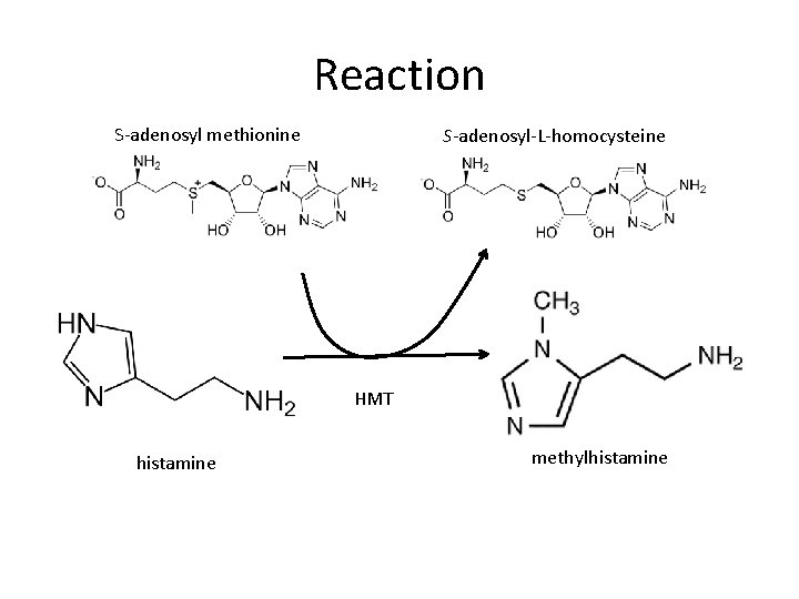 Reaction S-adenosyl methionine S-adenosyl-L-homocysteine HMT histamine methylhistamine 