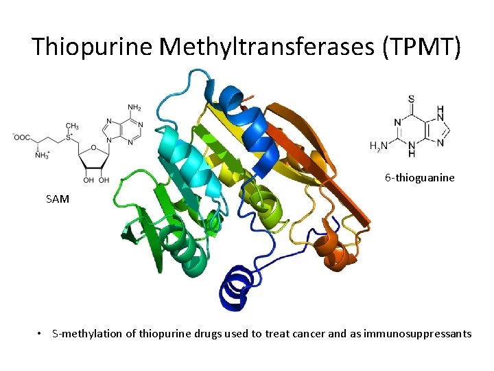 Thiopurine Methyltransferases (TPMT) 6 -thioguanine SAM • S-methylation of thiopurine drugs used to treat