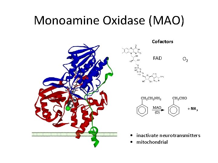 Monoamine Oxidase (MAO) Cofactors FAD O 2 + NH 3 • inactivate neurotransmitters •