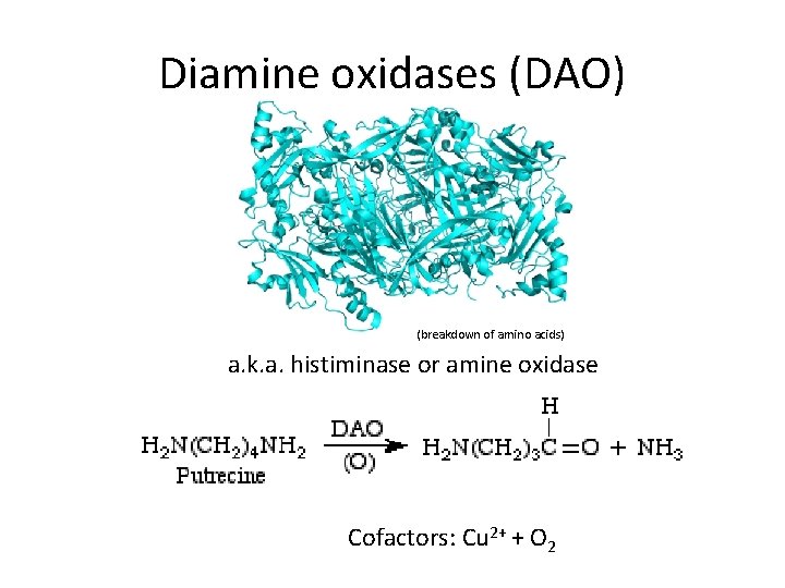 Diamine oxidases (DAO) (breakdown of amino acids) a. k. a. histiminase or amine oxidase